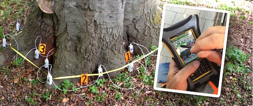 baumbeurteilung full baumbeurteilung full - baumbeurteilung_full.jpg