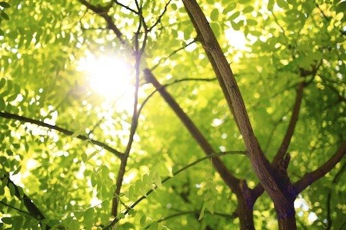 die neue website fuer baumgutachten vom baumsachverstaendigen ist online die neue website fuer baumgutachten vom baumsachverstaendigen ist online - die-neue-website-fuer-baumgutachten-vom-baumsachverstaendigen-ist-online.jpg