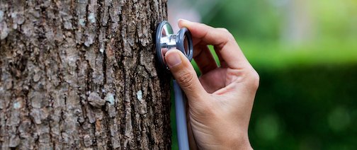 baumkontrolle full baumkontrolle full - baumkontrolle_full.jpg