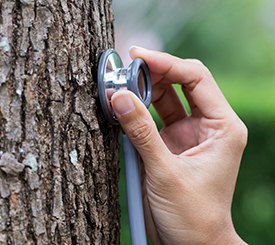 baumkontrolle thumb - baumkontrolle_thumb.jpg